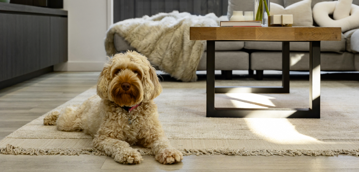 What makes a house a home:  How pets can boost your mood and wellbeing